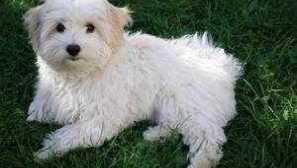 Italijanske pse bolognaz, lastnosti